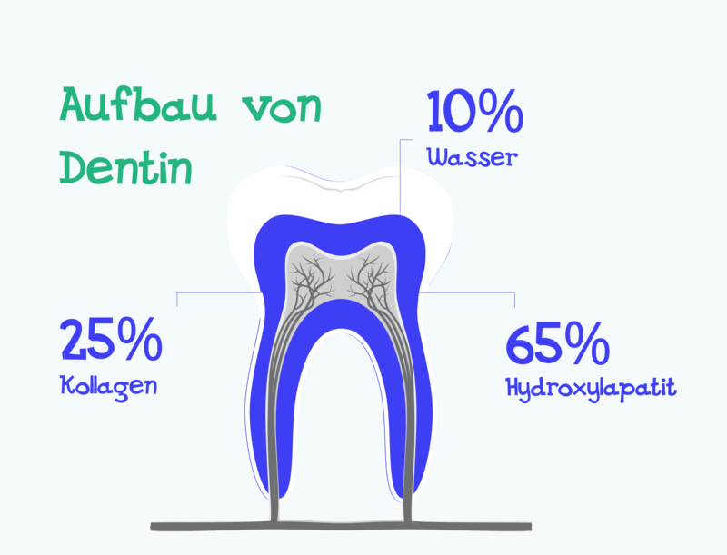 Der Aufbau von Zahndentin